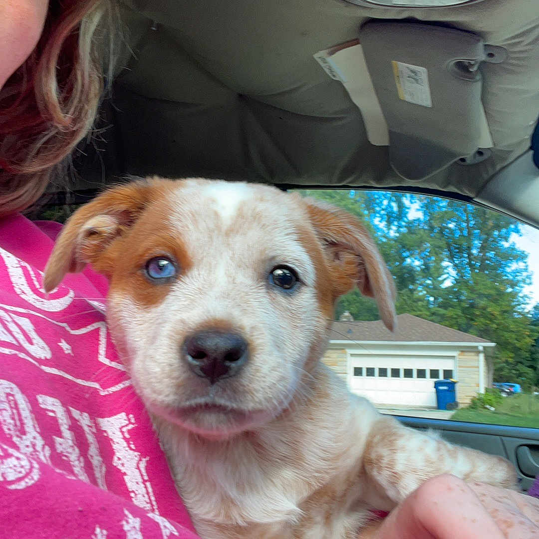 Roxy is registered to the contest to win money with this photo: auto_part, automotive_exterior, automotive_mirror, car_seat, carnivore, companion_dog, dog, dog_breed, family_car, fawn, luxury_vehicle, nose, personal_luxury_car, pink, rear_view_mirror, skin, sporting_group, vehicle_door, whiskers, windshield