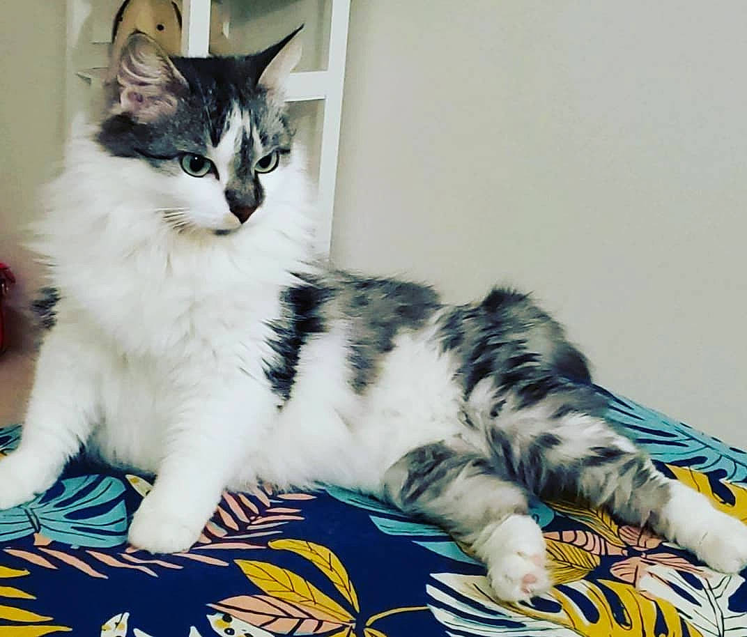 Poupette participe au concours pour gagner de l'argent avec cette photo : carnivore, cat, claw, domestic_short_haired_cat, felidae, foot, fur, paw, sitting, small_to_medium_sized_cats, snout, tail, terrestrial_animal, whiskers, window