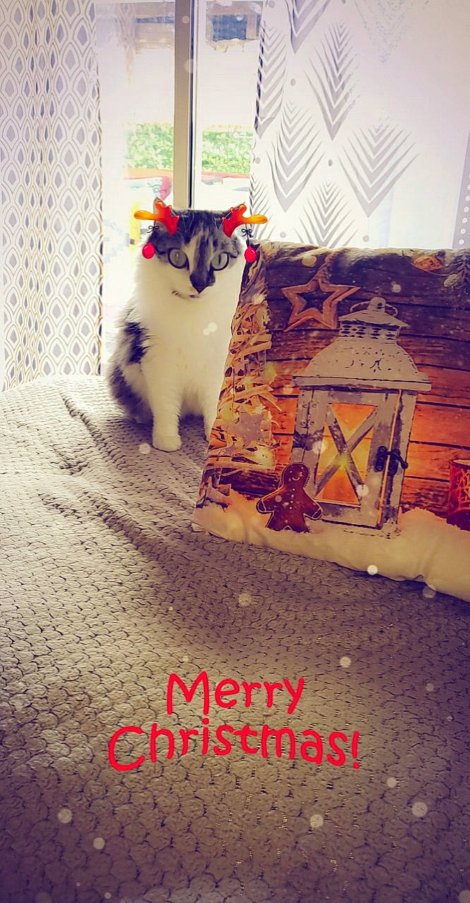 Poupette a rejoint le concours — aidez-le/la à gagner de superbes lots ! art, carmine, carnivore, cat, companion_dog, felidae, floor, flooring, flower, font, fur, happy, morning, plant, small_to_medium_sized_cats, tail, tints_and_shades, visual_arts, whiskers, wood