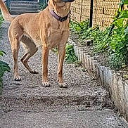 Kiara a rejoint le concours — aidez-le/la à gagner de superbes lots ! dog, canine, pet, outdoor, pathway, fence, brick_wall, greenery, garden, curious, head_tilt, collar, standing, daylight, nature, gate, gravel, ears_up, backyard, animal