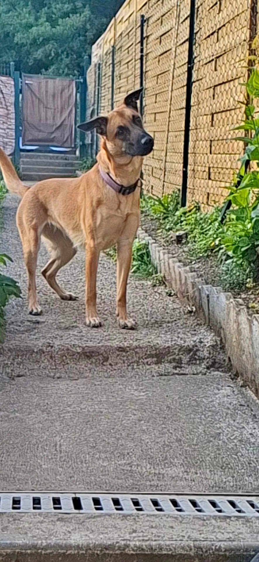 Kiara