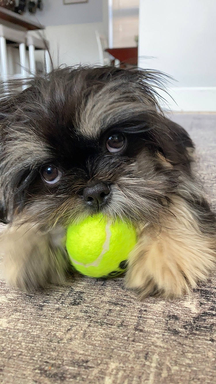 Augie joined the competition — help win amazing prizes! biting, canidae, carnivore, companion_dog, dog, dog_breed, dog_supply, fur, grass, liver, shih_poo, shih_tzu, small_terrier, snout, sporting_group, tennis_ball, terrestrial_animal, toy_dog, whiskers, working_animal