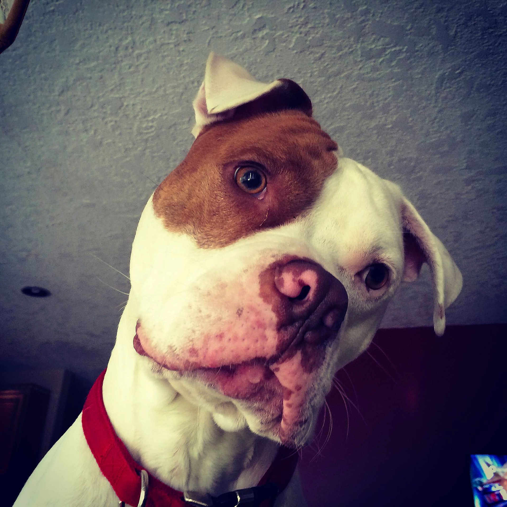 Boomer joined the competition — help win amazing prizes!
