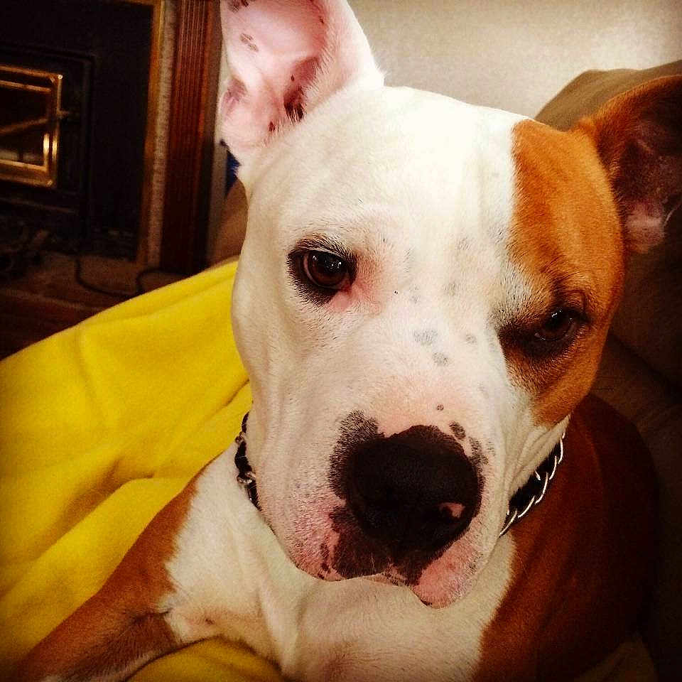 Roco