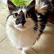 Oreo is registered to the contest to win money with this photo: cat, black_and_white, fluffy, pet, animal, indoor, curious, looking_up, whiskers, tail, floor, plant, green, close_up, eyes, feline, cute, fur, domestic, mammal