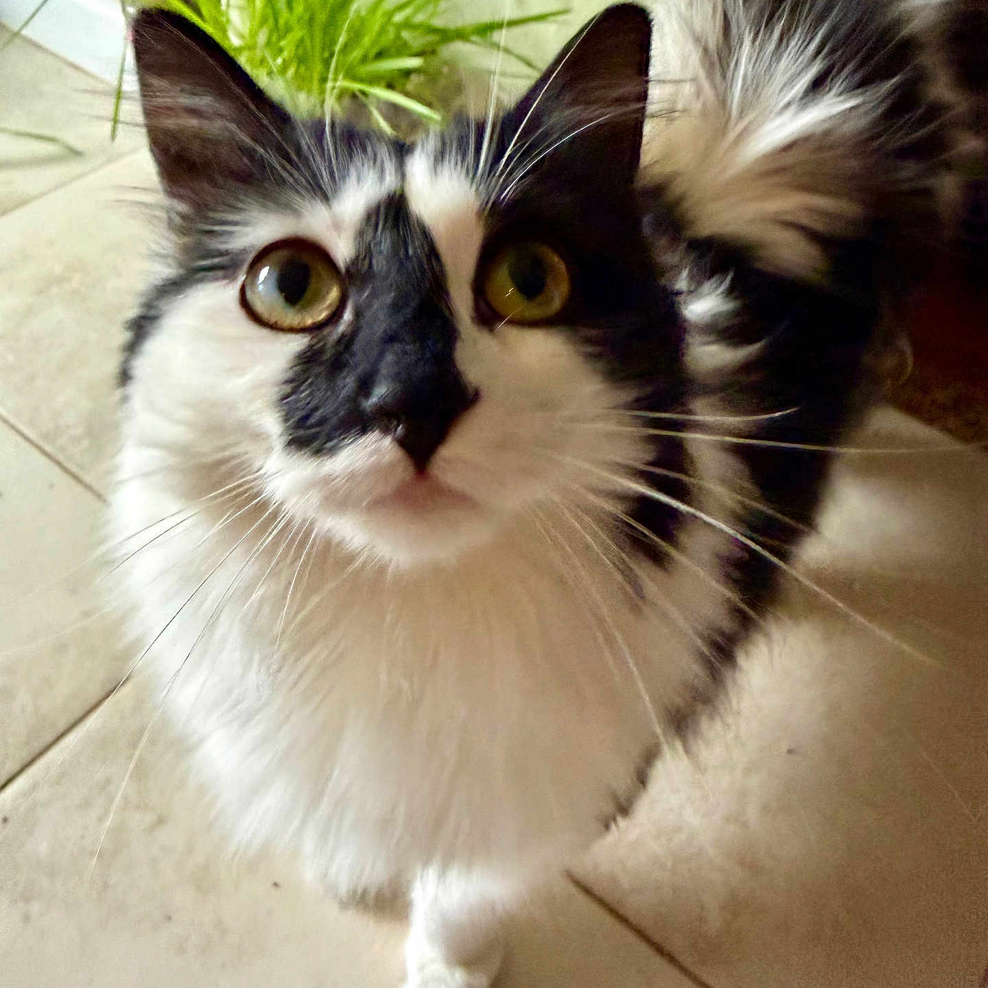 Oreo