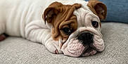 Louie Potato is registered to the contest to win money with this photo: bulldog, puppy, dog, pet, lying_down, couch, indoor, fur, ears, wrinkles, nose, face, cute, sleepy, domestic_animal, animal, resting, soft_texture, living_room, closeup