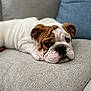 bulldog, puppy, dog, pet, lying_down, couch, indoor, fur, ears, wrinkles, nose, face, cute, sleepy, domestic_animal, animal, resting, soft_texture, living_room, closeup