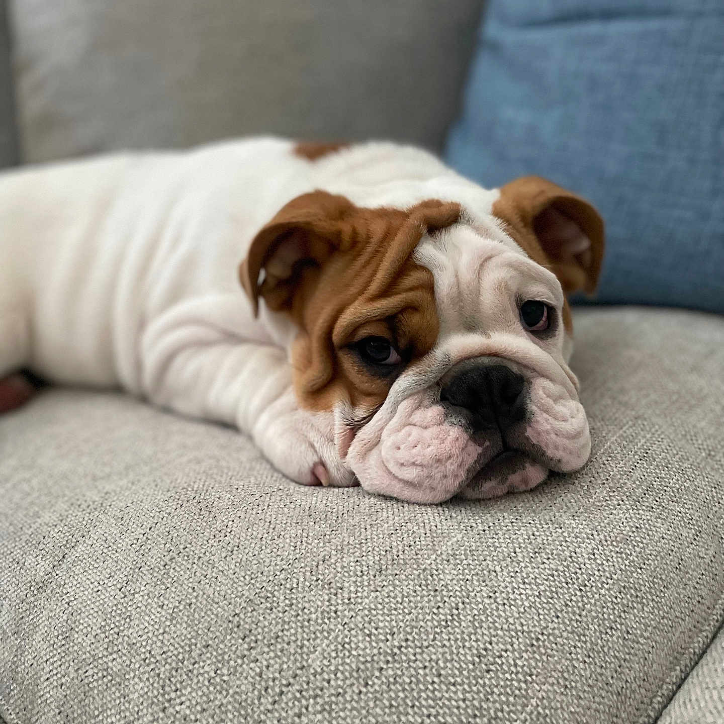 Louie Potato is registered to the contest to win money with this photo: animal, bulldog, closeup, couch, cute, dog, domestic_animal, ears, face, fur, indoor, living_room, lying_down, nose, pet, puppy, resting, sleepy, soft_texture, wrinkles