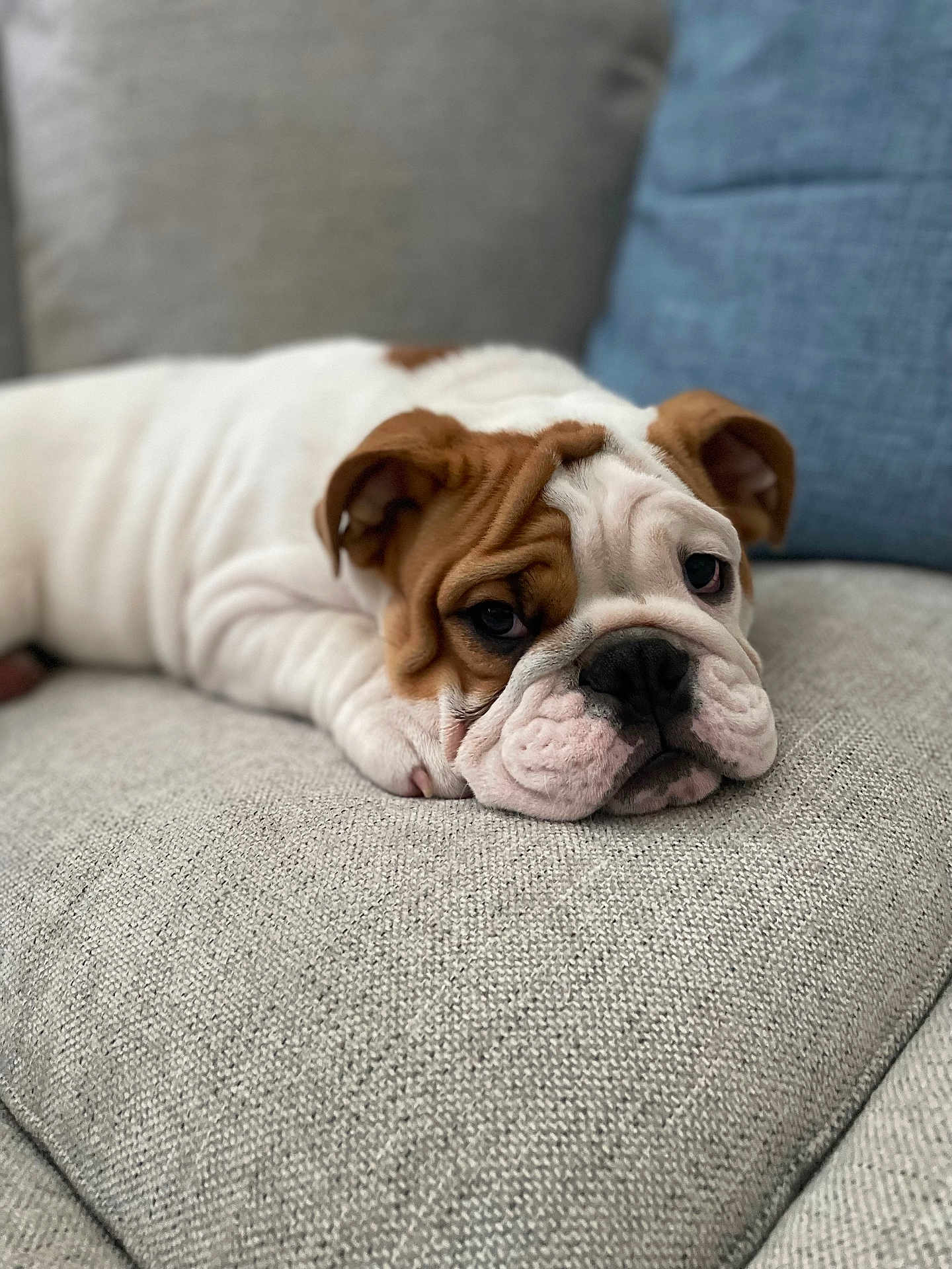 Louie Potato