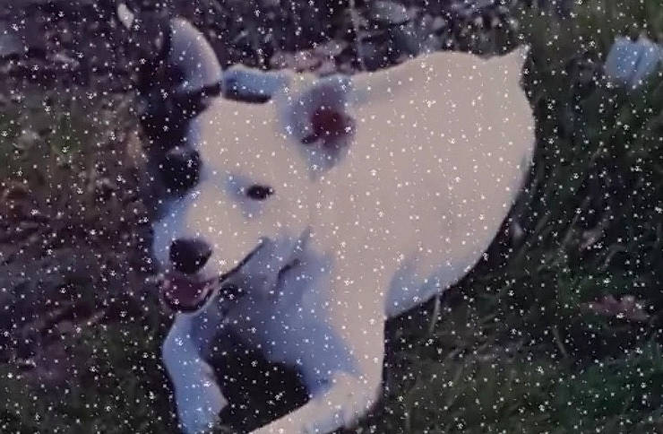 Lucy Lou joined the competition — help win amazing prizes! art, astronomical_object, bear, carnivore, darkness, dog_breed, electric_blue, fictional_character, freezing, illustration, midnight, painting, polar_bear, snout, snow, space, sporting_group, terrestrial_animal, winter, wolf