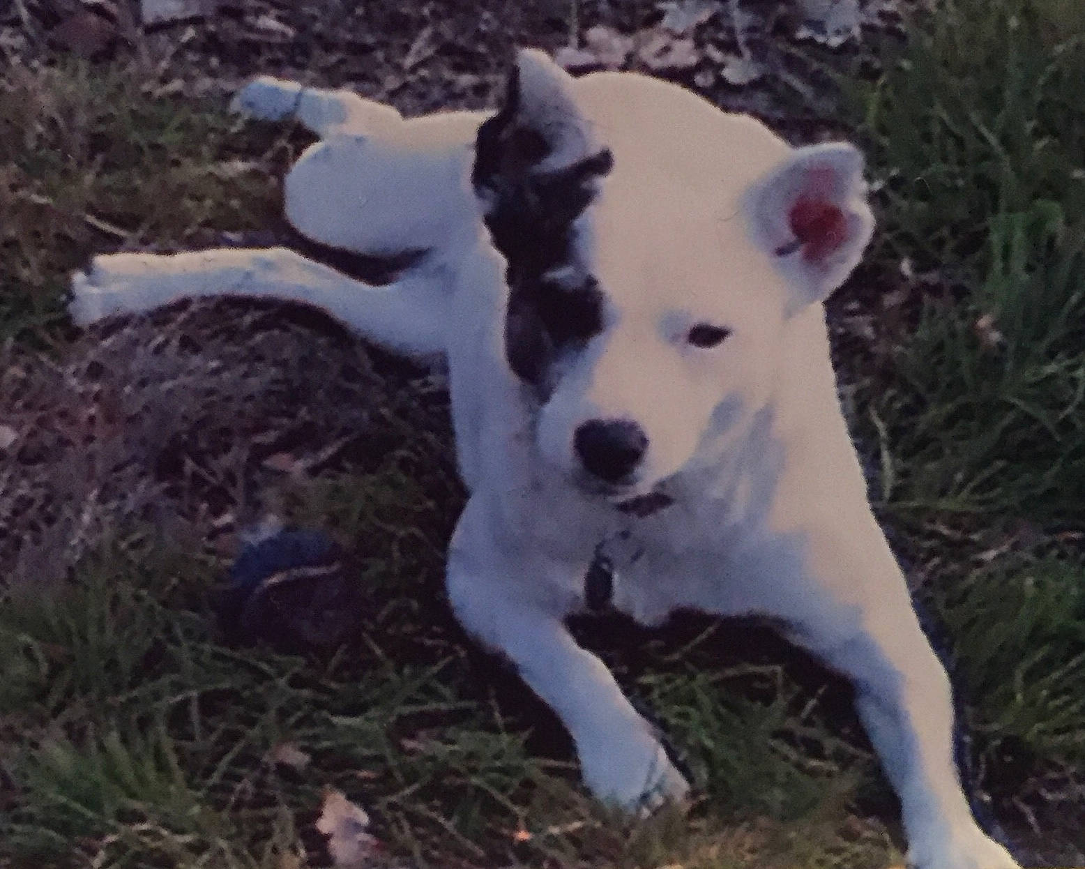 Lucy Lou is registered to the contest to win money with this photo: ancient_dog_breeds, canidae, carnivore, collar, companion_dog, dog, dog_breed, dog_collar, dog_supply, dogo_guatemalteco, fawn, grass, non_sporting_group, plant, snout, sporting_group, tail, terrestrial_animal, working_animal, working_dog