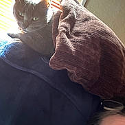 Dusty joined the competition — help win amazing prizes! cat, grey_cat, pet, couch, pillow, blanket, window_blinds, sunlight, indoor, resting, relaxed, human_partial_face, glasses, upholstery, living_room, shadow, cozy, cat_collar, texture, household