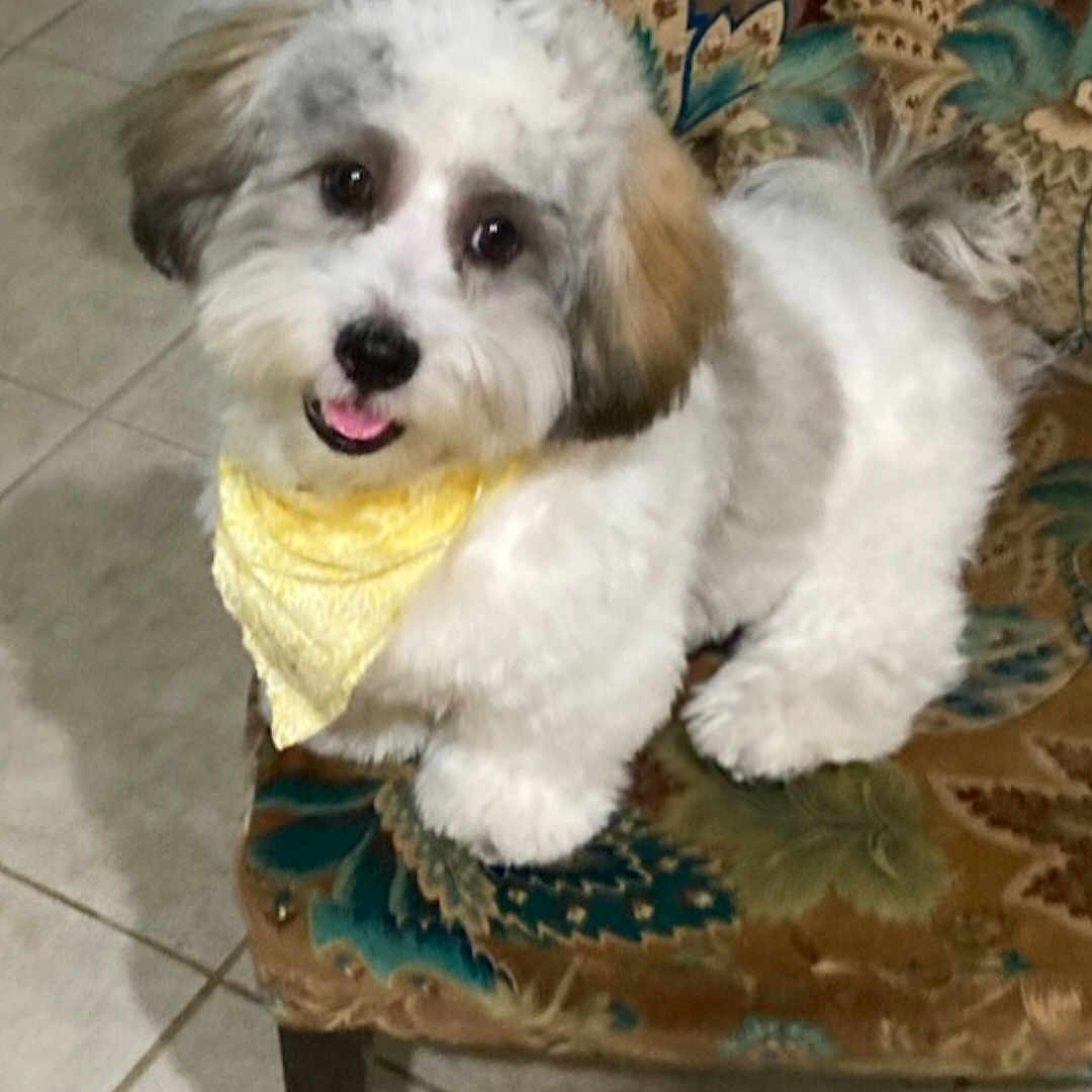 Rocky joined the competition — help win amazing prizes! dog, puppy, bandana, yellow, fluffy, small_dog, pet, indoor, chair, patterned_chair, tile_floor, cute, happy, sitting, looking_up, fur, animal, domestic_animal, companion, friendly