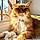 Minette