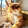 cat, fluffy, orange_cat, white_paws, window, sunlight, blanket, indoor, pet, feline, relaxed, closeup, whiskers, collar, portrait, cozy, soft_texture, daylight, resting, animal