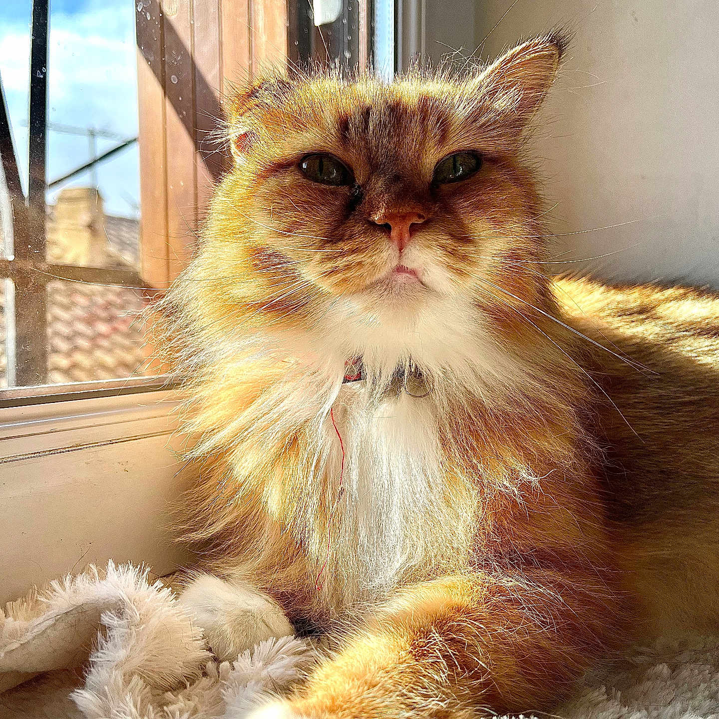 Minette