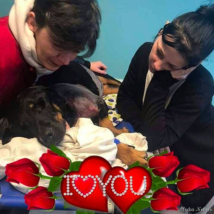 Tara a rejoint le concours — aidez-le/la à gagner de superbes lots ! canidae, flower, love, person, plant, puppy_love, rose, valentines_day