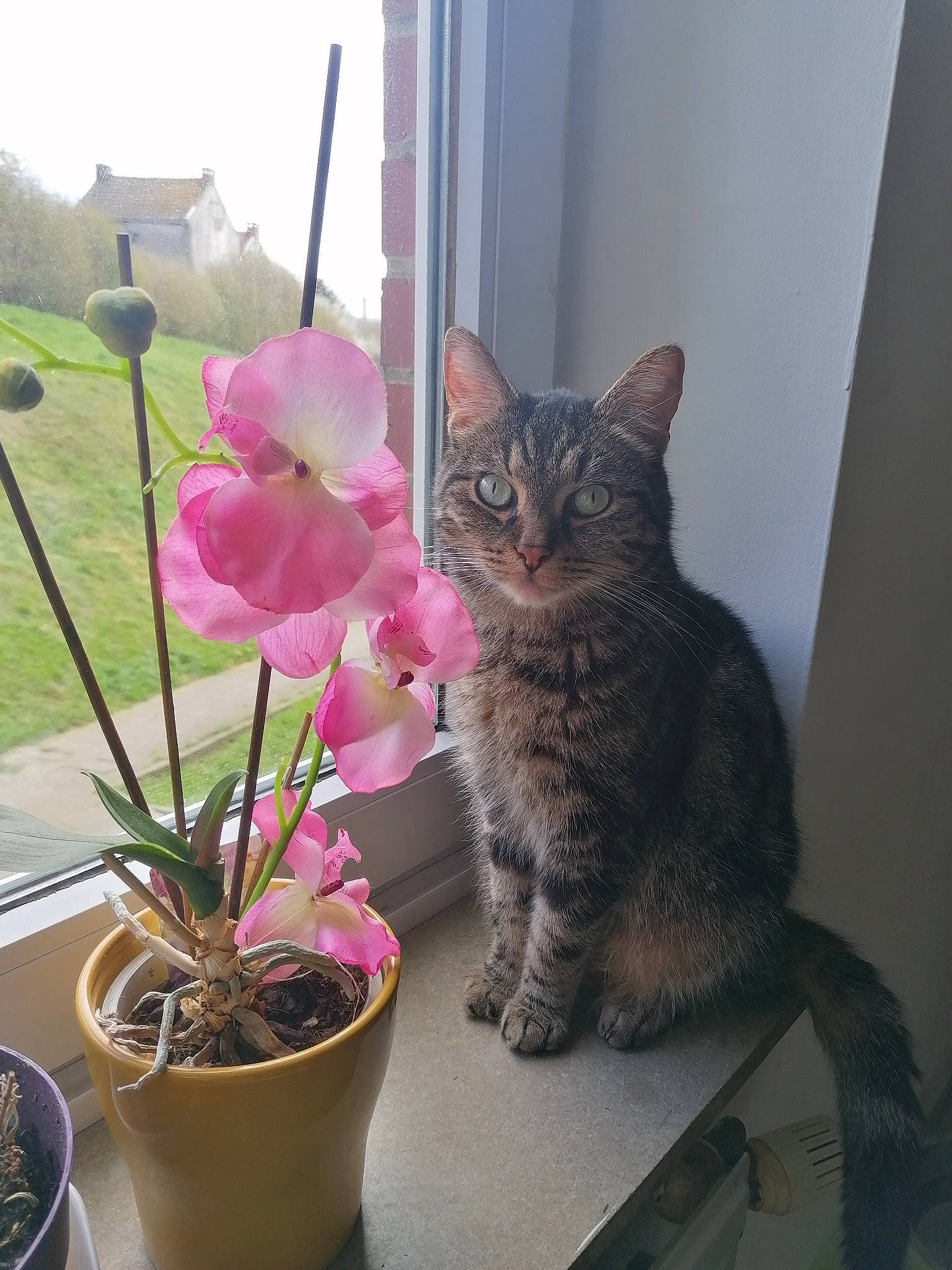 Pepere a rejoint le concours — aidez-le/la à gagner de superbes lots ! annual_plant, carnivore, cat, domestic_short_haired_cat, felidae, flower, flowering_plant, flowerpot, fur, herbaceous_plant, houseplant, petal, plant, sky, small_to_medium_sized_cats, table, tail, terrestrial_plant, whiskers, window
