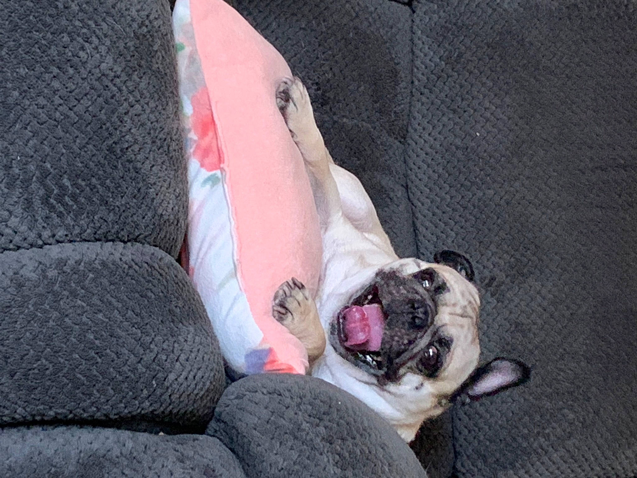 Bruce Ramirez joined the competition — help win amazing prizes! boston_terrier, carmine, carnivore, collar, comfort, companion_dog, couch, dog, dog_breed, dog_supply, fawn, grey, leash, paw, pug, snout, sporting_group, toy_dog, whiskers, wrinkle