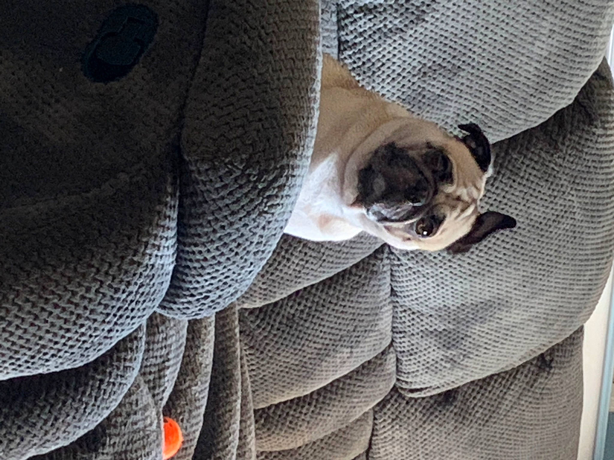 Bruce Ramirez is registered to the contest to win money with this photo: beige, canidae, carmine, carnivore, comfort, companion_dog, dog, dog_breed, fawn, fur, grey, linens, pattern, pet_supply, pug, snout, sporting_group, toy_dog, working_animal, wrinkle