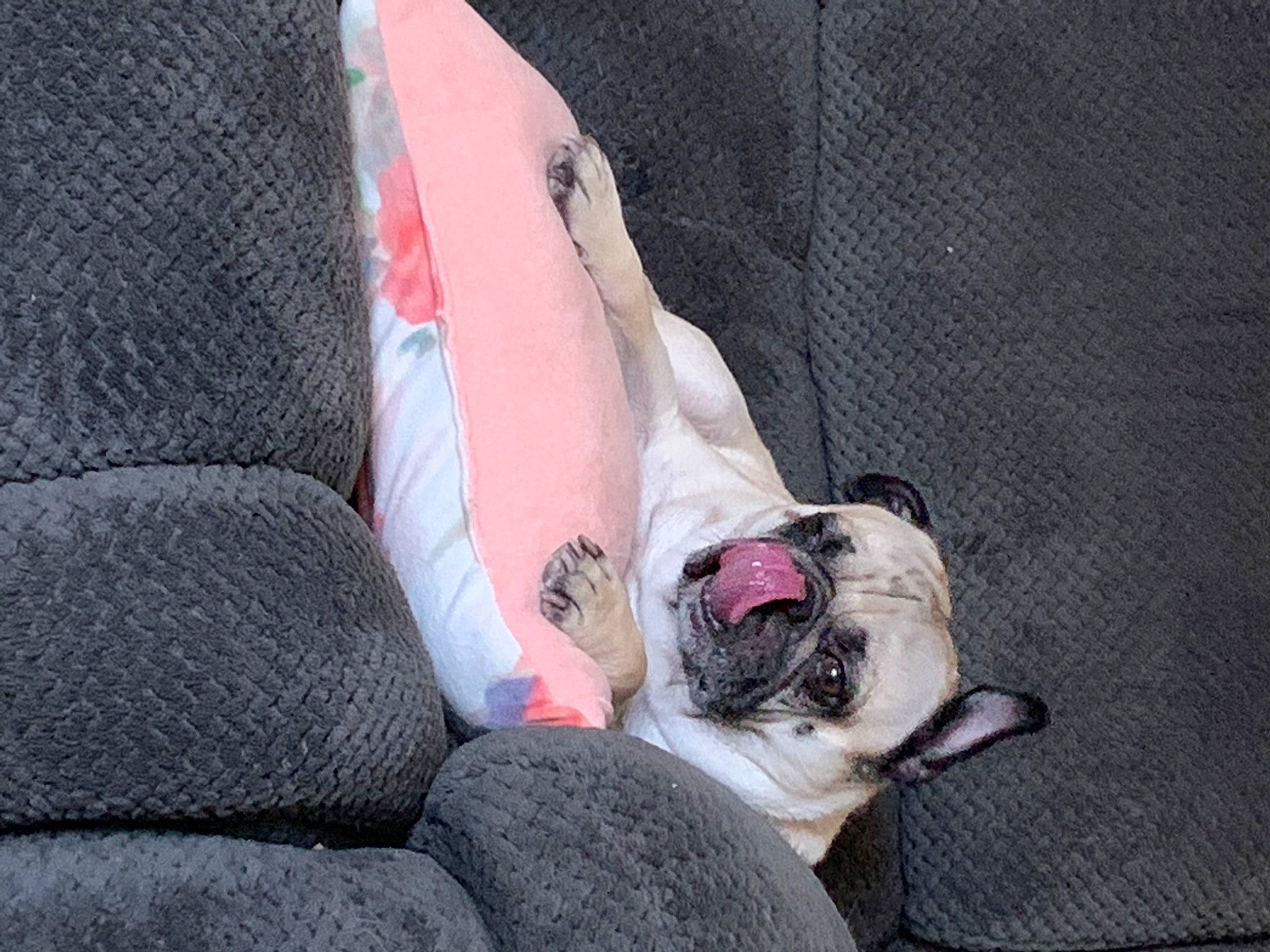 Bruce Ramirez joined the competition — help win amazing prizes! bulldog, canidae, carmine, carnivore, comfort, companion_dog, dog, dog_breed, dog_supply, fawn, grey, linens, nap, non_sporting_group, pug, sleep, snout, sporting_group, toy_dog, wrinkle