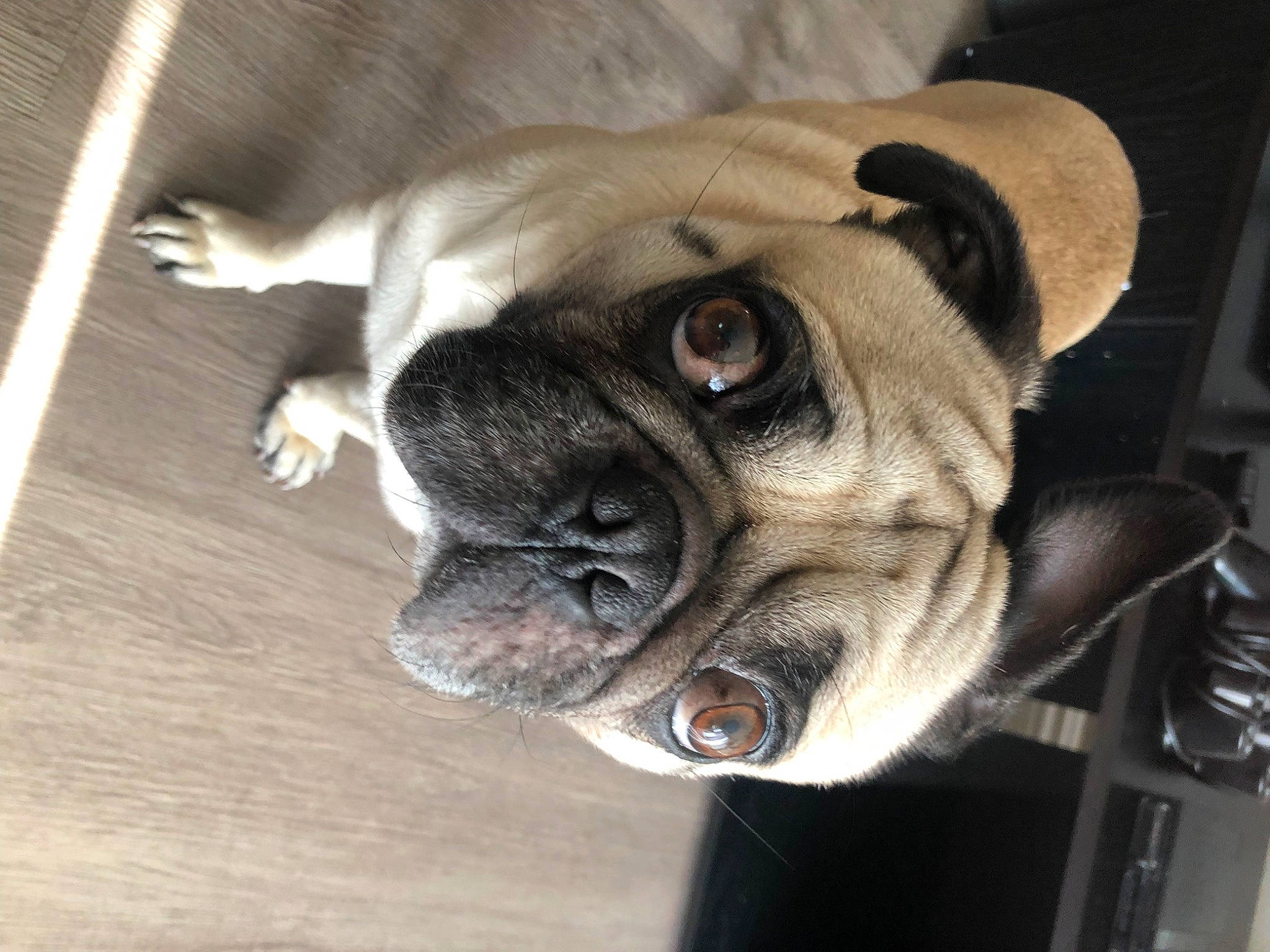 Bruce Ramirez is registered to the contest to win money with this photo: bored, bulldog, canidae, carnivore, comfort, companion_dog, dog, dog_breed, ear, eye, fawn, fur, pug, snout, sporting_group, terrestrial_animal, toy_dog, whiskers, working_animal, wrinkle