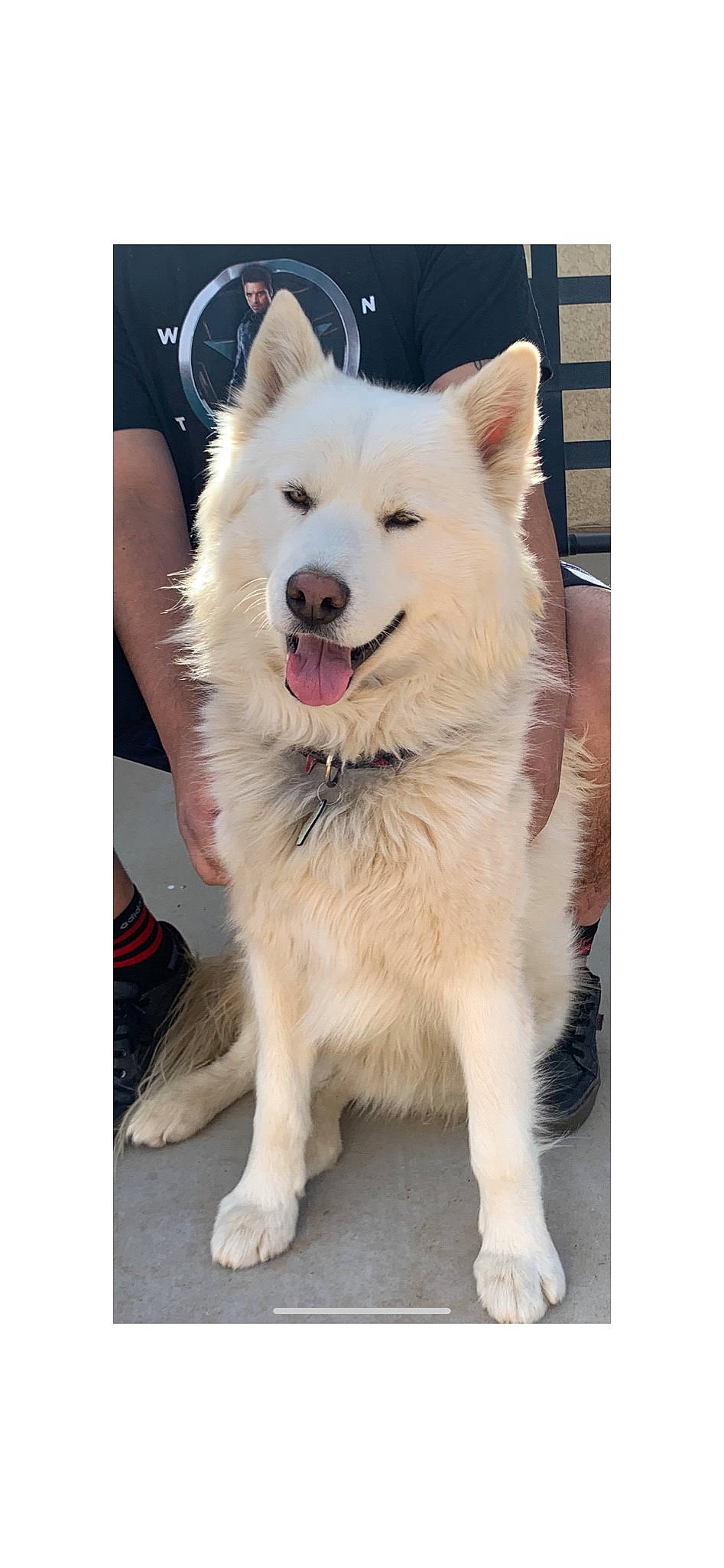 Sabre Ramirez joined the competition — help win amazing prizes! ancient_dog_breeds, canidae, carnivore, collar, companion_dog, dog, dog_breed, dog_collar, fashion_accessory, fur, giant_dog_breed, happy, metal, non_sporting_group, pet_supply, rectangle, snout, sporting_group, whiteboard, working_dog