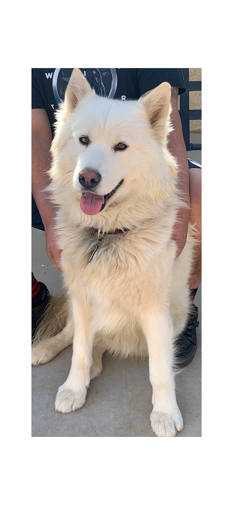 Sabre Ramirez is registered to the contest to win money with this photo: ancient_dog_breeds, canidae, carnivore, collar, companion_dog, dog, dog_breed, dog_collar, fur, giant_dog_breed, happy, non_sporting_group, spitz, square, whiteboard, working_animal, working_dog