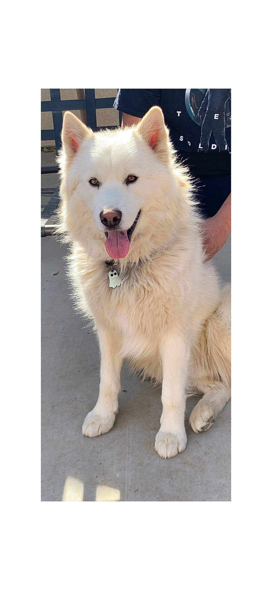 Sabre Ramirez joined the competition — help win amazing prizes! ancient_dog_breeds, canidae, carnivore, collar, companion_dog, dog, dog_breed, fang, fur, giant_dog_breed, non_sporting_group, sporting_group, working_animal, working_dog