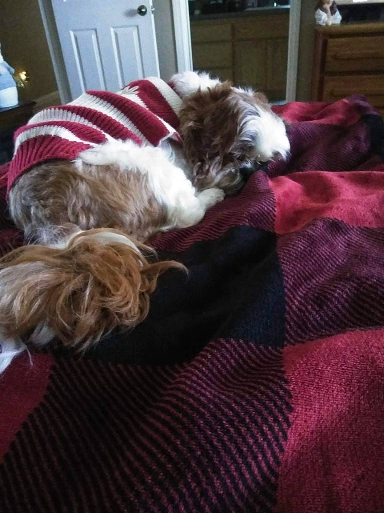 Delilah Ramirez joined the competition — help win amazing prizes! carnivore, cat, chair, comfort, companion_dog, dog_breed, fawn, felidae, flooring, fur, hardwood, linens, liver, living_room, room, small_to_medium_sized_cats, sporting_group, tail, whiskers, wood