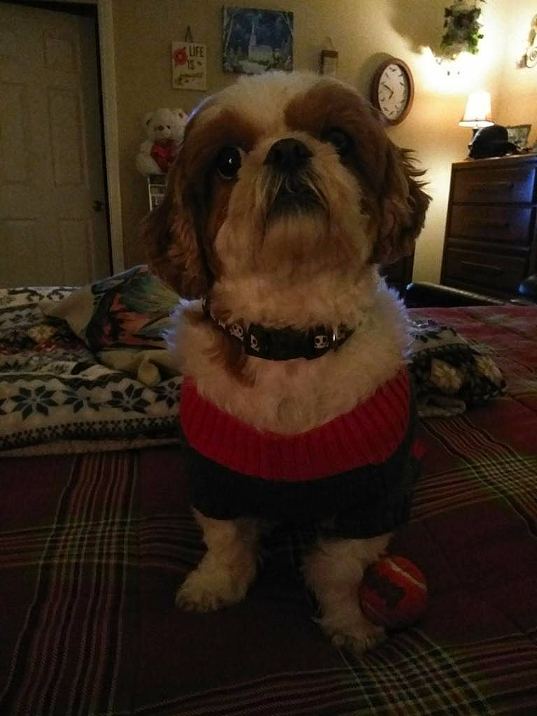 Delilah Ramirez joined the competition — help win amazing prizes! carnivore, companion_dog, dog, dog_breed, dog_clothes, dog_supply, fawn, flooring, fur, hardwood, houseplant, lamp, liver, pet_supply, picture_frame, snout, sporting_group, toy_dog, wood, working_animal