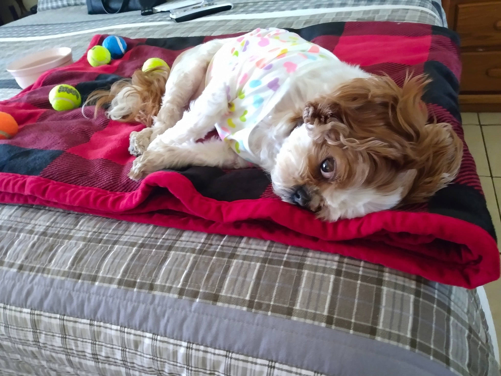 Delilah Ramirez is registered to the contest to win money with this photo: bedding, cabinetry, carnivore, comfort, companion_dog, dog, dog_breed, dog_supply, fawn, fur, linens, liver, pattern, pet_supply, plaid, sporting_group, tartan, textile, toy_dog, working_animal