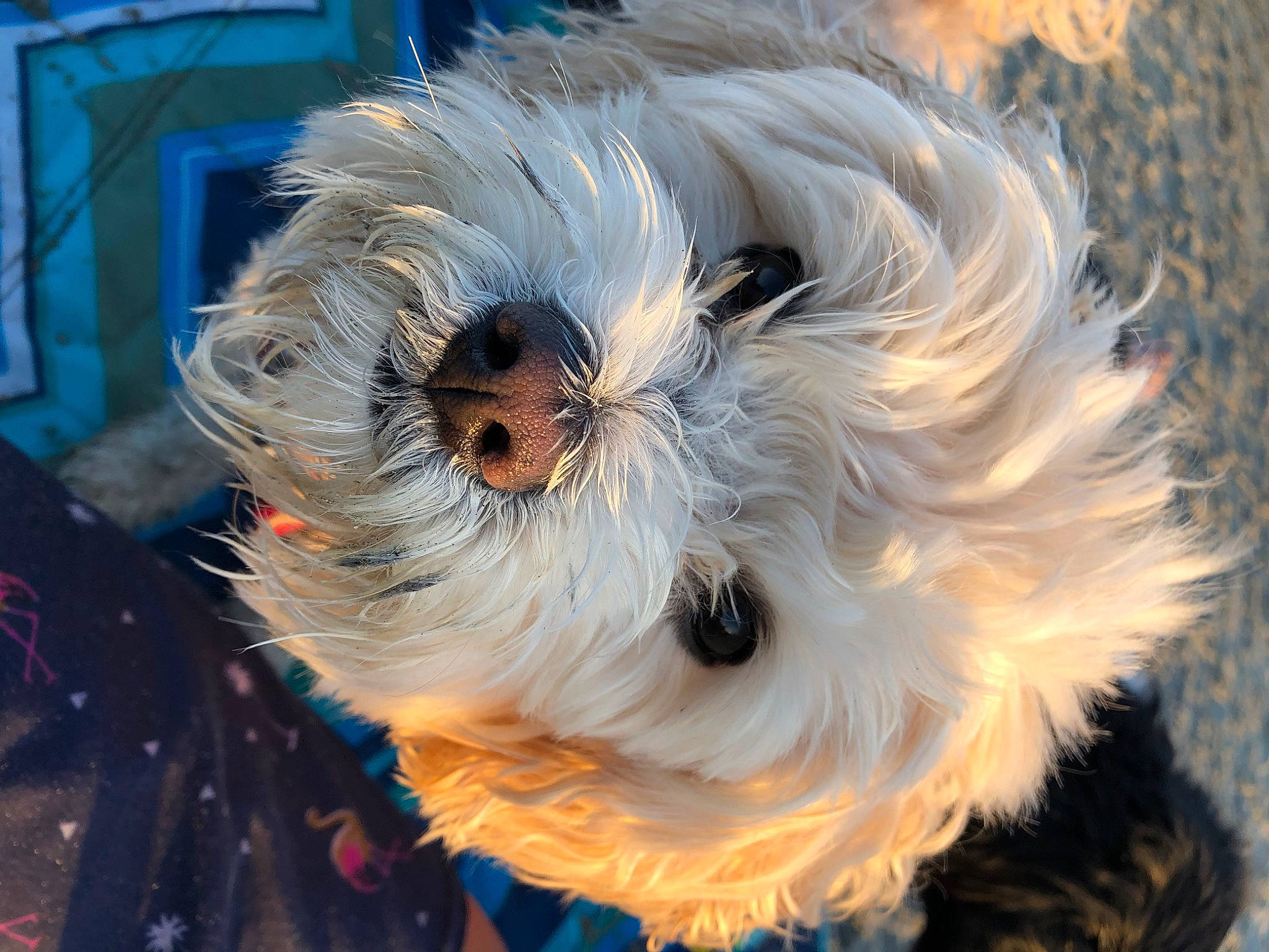 Zoey Kasser joined the competition — help win amazing prizes! blue, canidae, carnivore, companion_dog, dog, dog_breed, fur, maltepoo, non_sporting_group, petal, puppy, puppy_love, small_terrier, snout, sporting_group, terrier, toy, toy_dog, whiskers