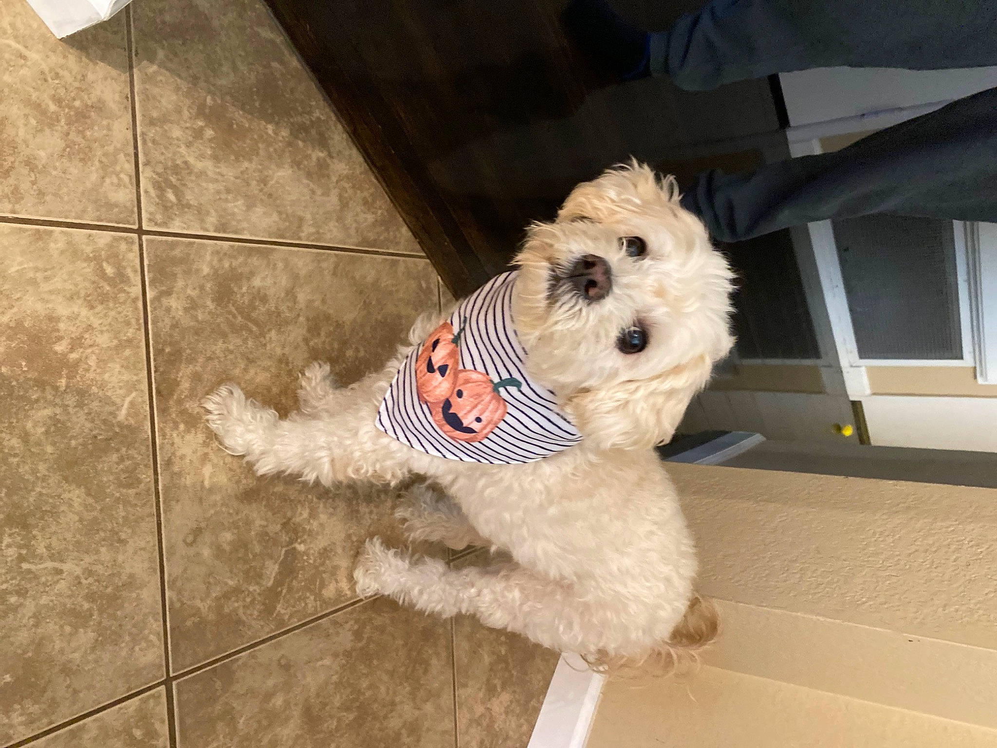 Zoey Kasser is registered to the contest to win money with this photo: carnivore, collar, companion_dog, dog, dog_breed, dog_clothes, dog_collar, dog_supply, fawn, flooring, labradoodle, pet_supply, small_terrier, snout, stuffed_toy, terrier, tile_flooring, toy, toy_dog, wire_hair_fox_terrier