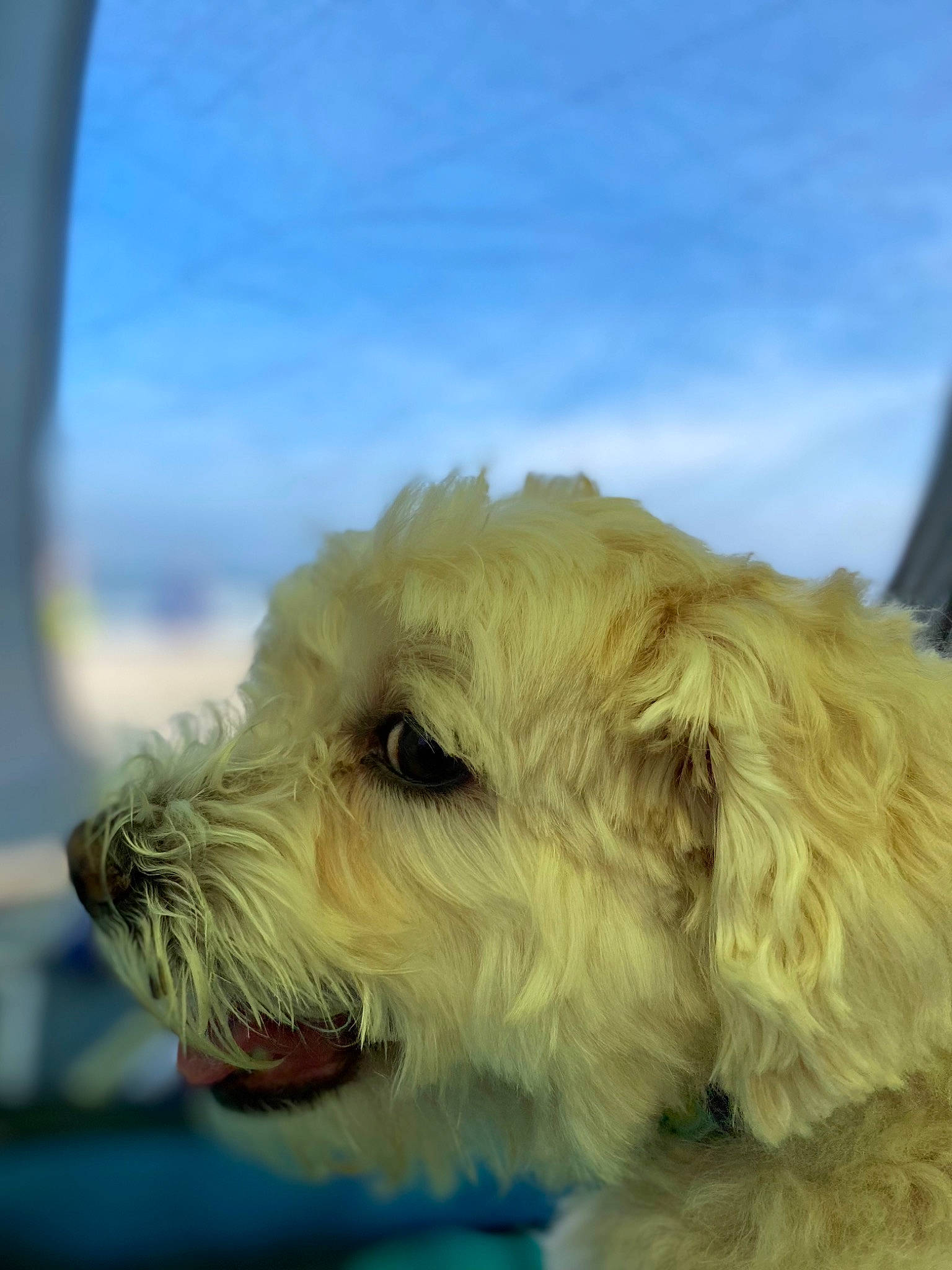 Zoey Kasser is registered to the contest to win money with this photo: canidae, carnivore, cloud, collar, companion_dog, cumulus, dog, dog_breed, dog_collar, fur, labradoodle, non_sporting_group, sky, small_terrier, snout, sporting_group, terrier, toy_dog, working_animal, working_terrier