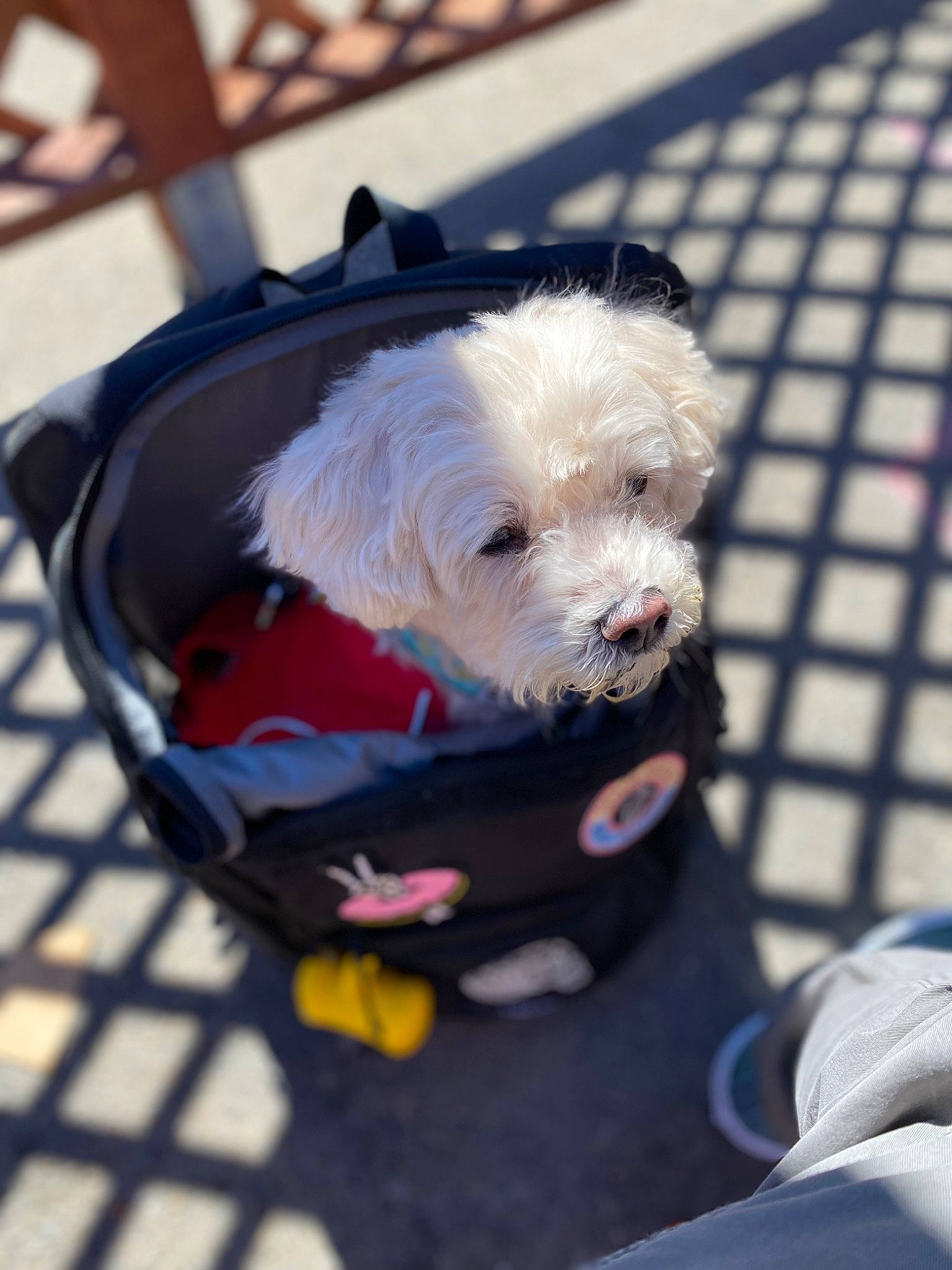 Zoey Kasser joined the competition — help win amazing prizes! canidae, carnivore, cockapoo, collar, companion_dog, dog, dog_breed, dog_clothes, dog_collar, dog_supply, fur, labradoodle, leash, poodle_crossbreed, puppy_love, small_terrier, snout, sporting_group, terrier, toy_dog