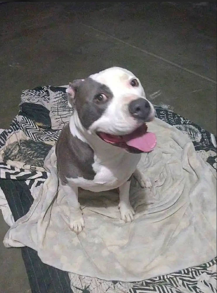 Rocko Ramirez joined the competition — help win amazing prizes! canidae, carnivore, collar, companion_dog, dog, dog_breed, dog_collar, dog_supply, grey, guard_dog, non_sporting_group, pet_supply, smile, snout, sporting_group, whiskers, working_animal