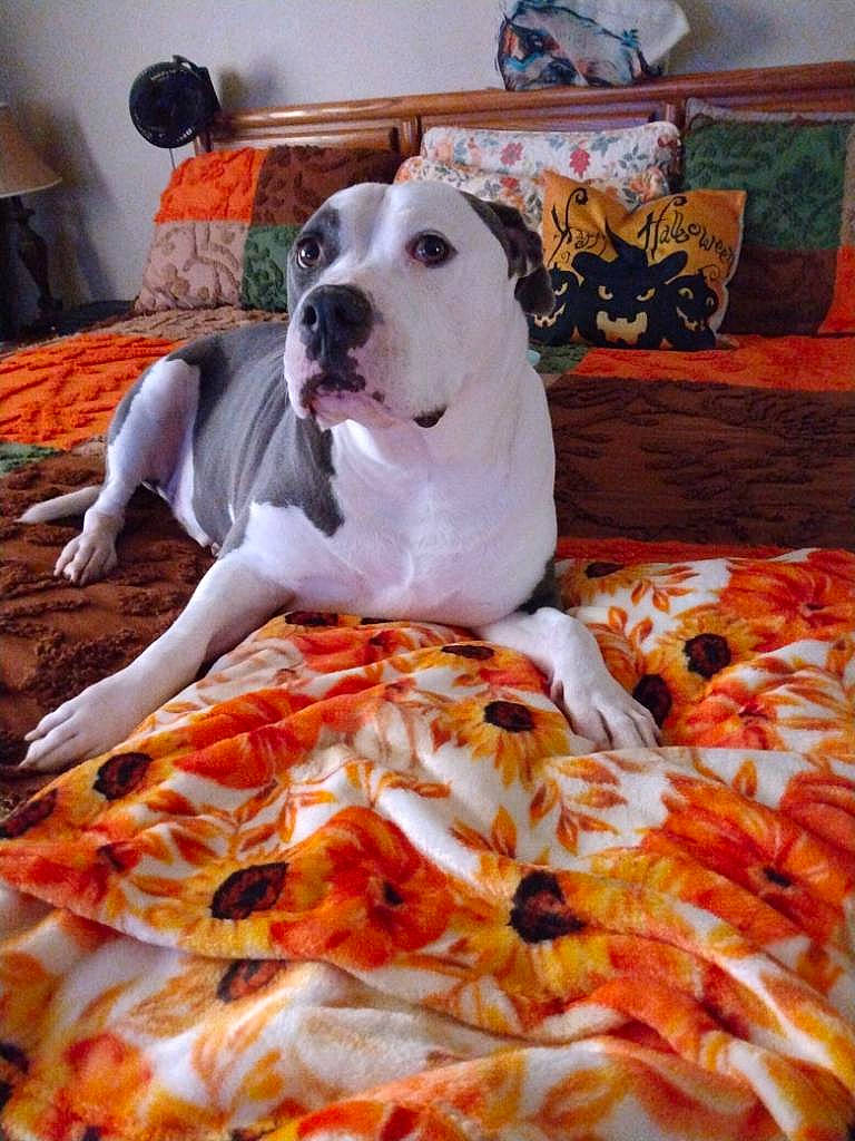 Rocko Ramirez is registered to the contest to win money with this photo: bedding, canidae, carnivore, comfort, companion_dog, couch, cuisine, dish, dog, dog_breed, dog_supply, fawn, flooring, linens, peach, pillow, room, sporting_group, wood, working_animal