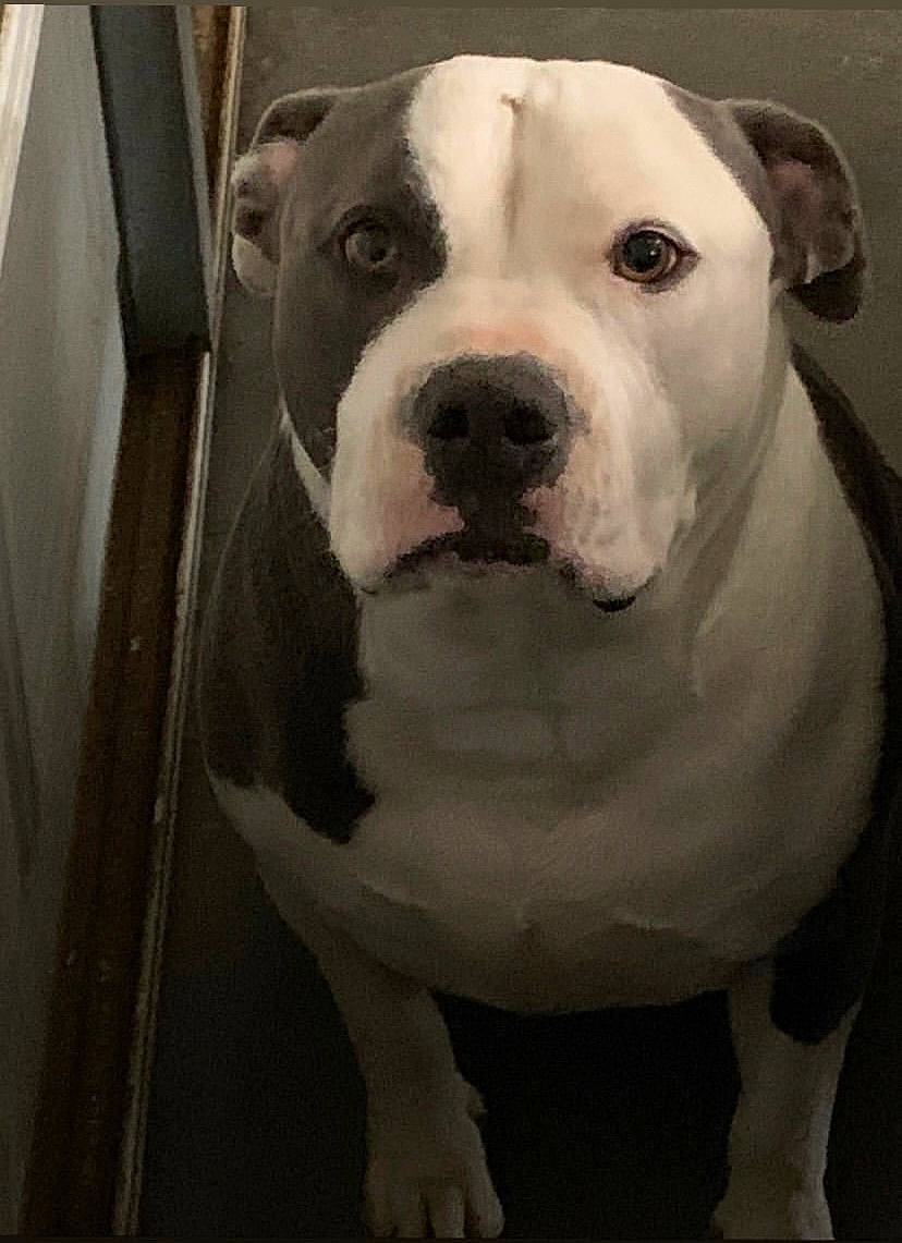 Rocko Ramirez is registered to the contest to win money with this photo: canidae, carnivore, collar, companion_dog, dog, dog_breed, dog_collar, fawn, fur, molosser, monochrome_photography, non_sporting_group, snout, sporting_group, whiskers, working_animal, working_dog