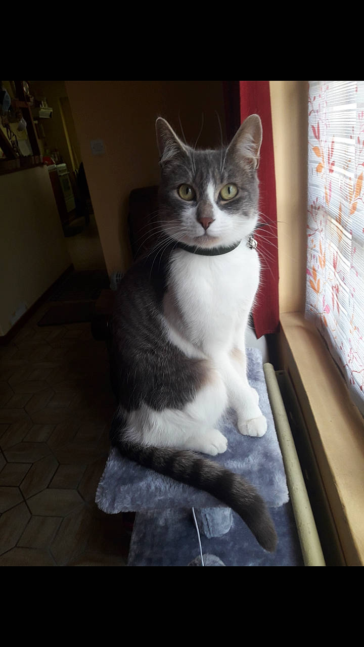 Lilou participe au concours pour gagner de l'argent avec cette photo : aegean_cat, american_wirehair, asian, carnivore, cat, domestic_short_haired_cat, european_shorthair, eye, felidae, fur, kitten, mammal, ojos_azules, photo_caption, polydactyl_cat, small_to_medium_sized_cats, snout, tail, whiskers