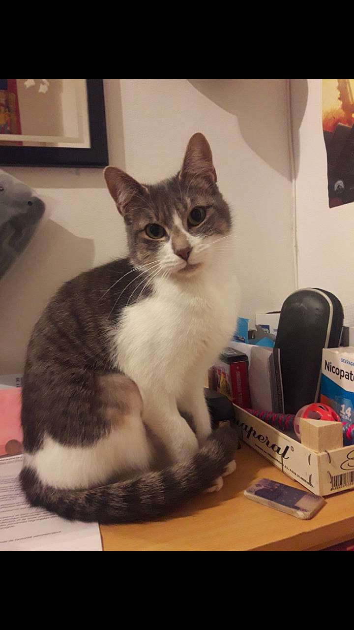 Lilou participe au concours pour gagner de l'argent avec cette photo : aegean_cat, american_wirehair, asian, carnivore, cat, domestic_short_haired_cat, european_shorthair, felidae, kitten, mammal, photo_caption, polydactyl_cat, small_to_medium_sized_cats, tabby_cat, tail, whiskers