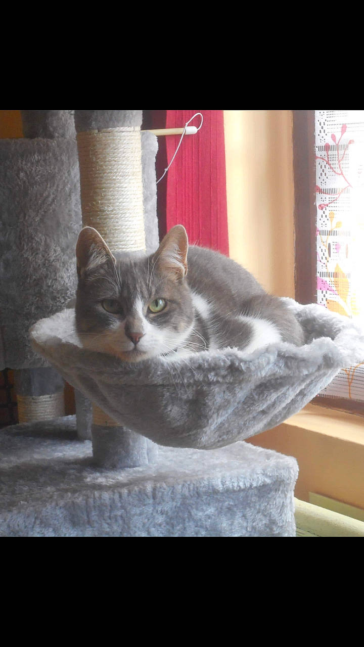 Lilou participe au concours pour gagner de l'argent avec cette photo : aegean_cat, american_wirehair, asian, british_shorthair, carnivore, cat, chartreux, domestic_short_haired_cat, european_shorthair, felidae, kitten, korat, mammal, russian_blue, small_to_medium_sized_cats, snout, tabby_cat, tail, vertebrate, whiskers