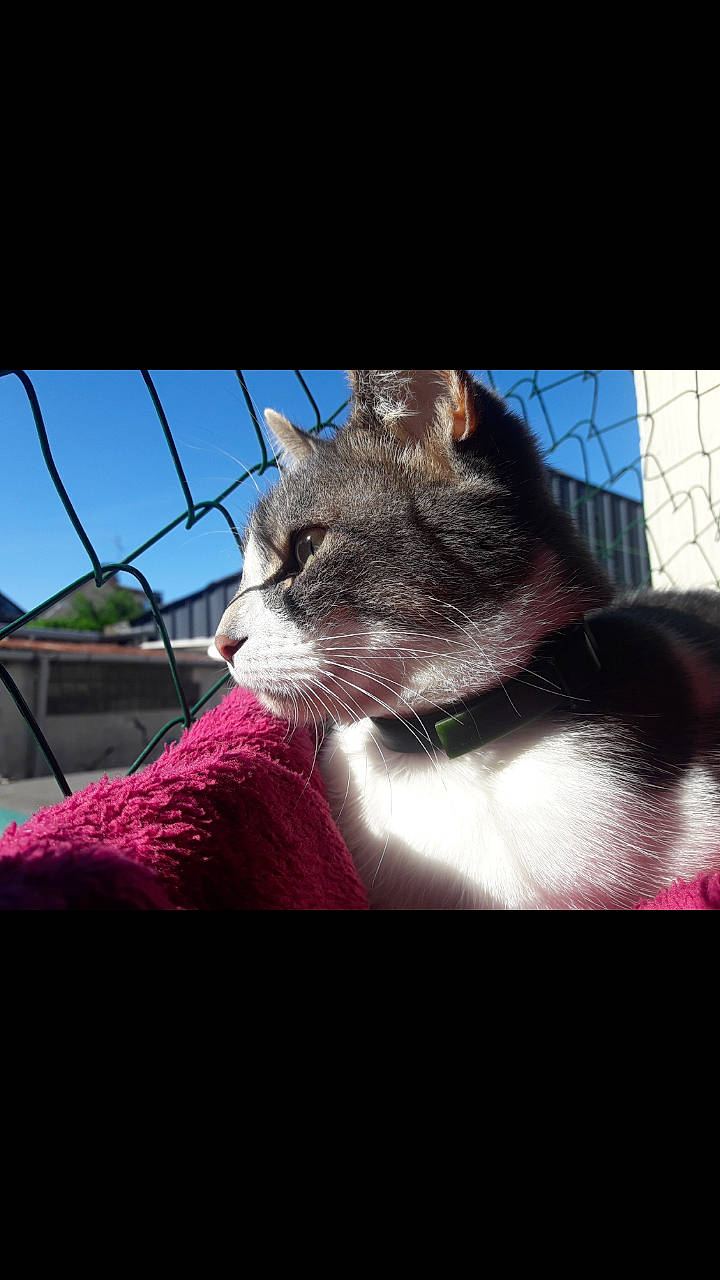 Lilou participe au concours pour gagner de l'argent avec cette photo : asian, carnivore, cat, domestic_short_haired_cat, ear, european_shorthair, eye, felidae, fur, kitten, nose, photo_caption, photography, sky, small_to_medium_sized_cats, snapshot, snout, tabby_cat, whiskers, window