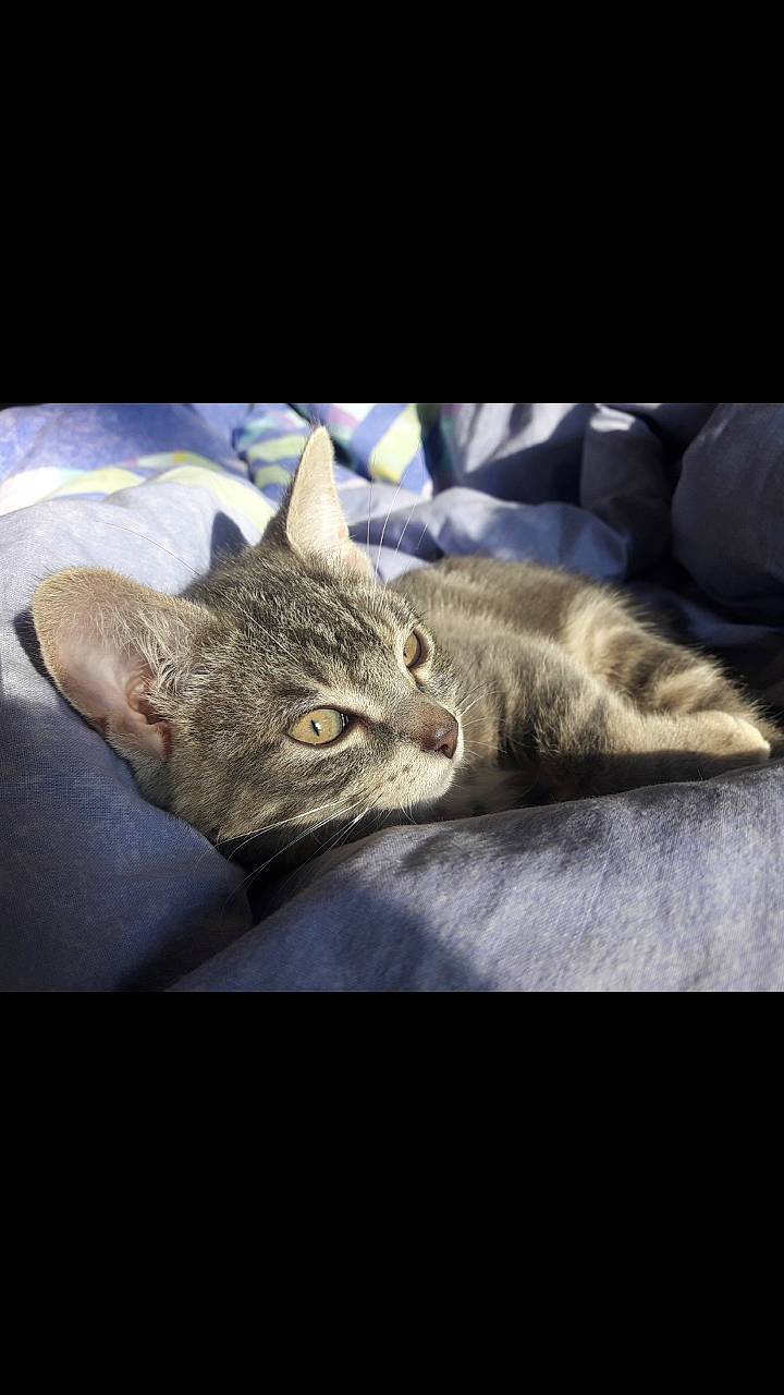 Lola a rejoint le concours — aidez-le/la à gagner de superbes lots ! asian, california_spangled, carnivore, cat, chausie, domestic_short_haired_cat, dragon_li, european_shorthair, felidae, furniture, kitten, nap, sky, small_to_medium_sized_cats, tabby_cat, whiskers