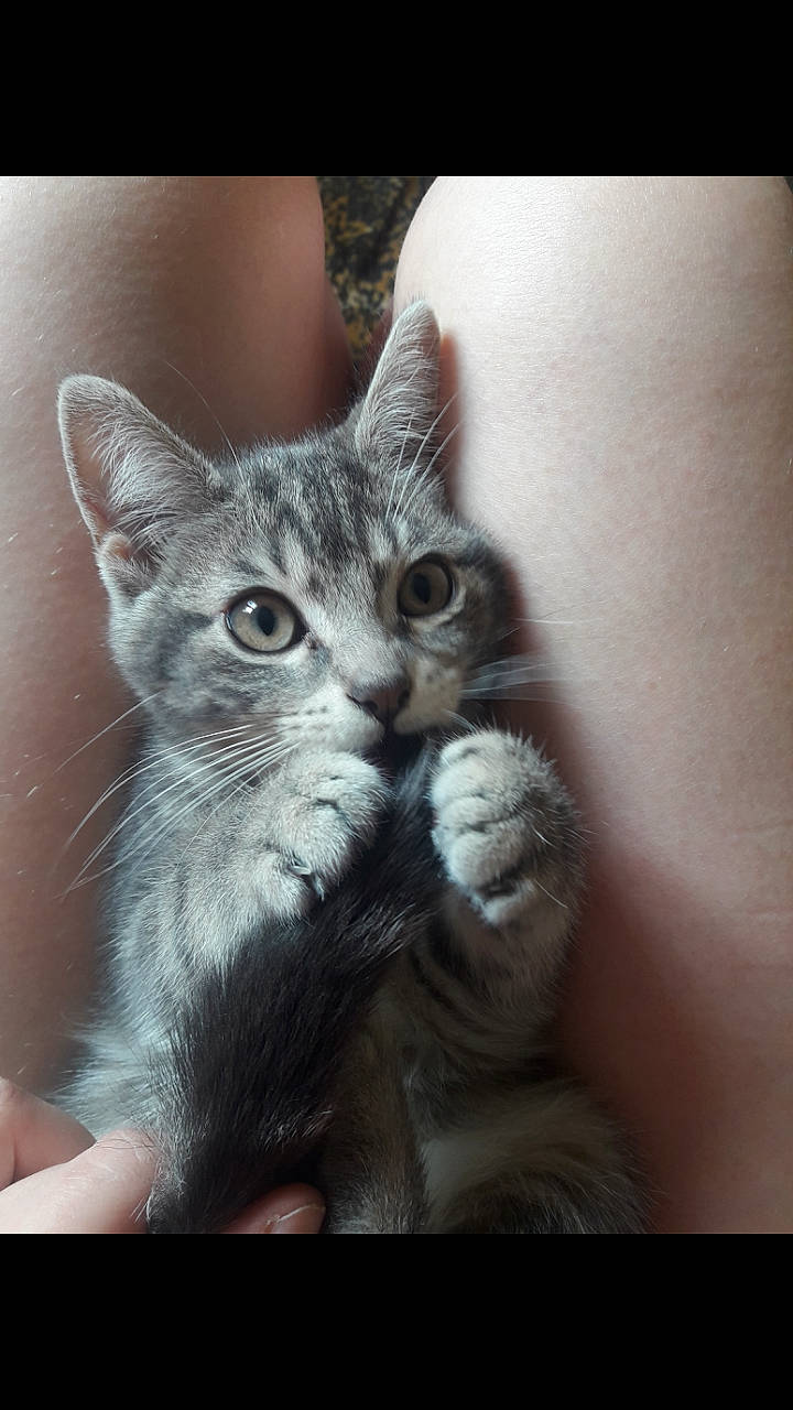 Lola participe au concours pour gagner de l'argent avec cette photo : american_shorthair, american_wirehair, asian, california_spangled, carnivore, cat, claw, domestic_short_haired_cat, dragon_li, european_shorthair, eye, felidae, kitten, mammal, polydactyl_cat, small_to_medium_sized_cats, snout, tabby_cat, vertebrate, whiskers