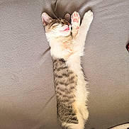Noodles joined the competition — help win amazing prizes! cat, kitten, tabby, sleeping, stretching, paw, toe_beans, pink_paw_pads, pet, cute, adorable, furry, animal, couch, cushion, blanket, indoors, relaxed, cozy, portrait