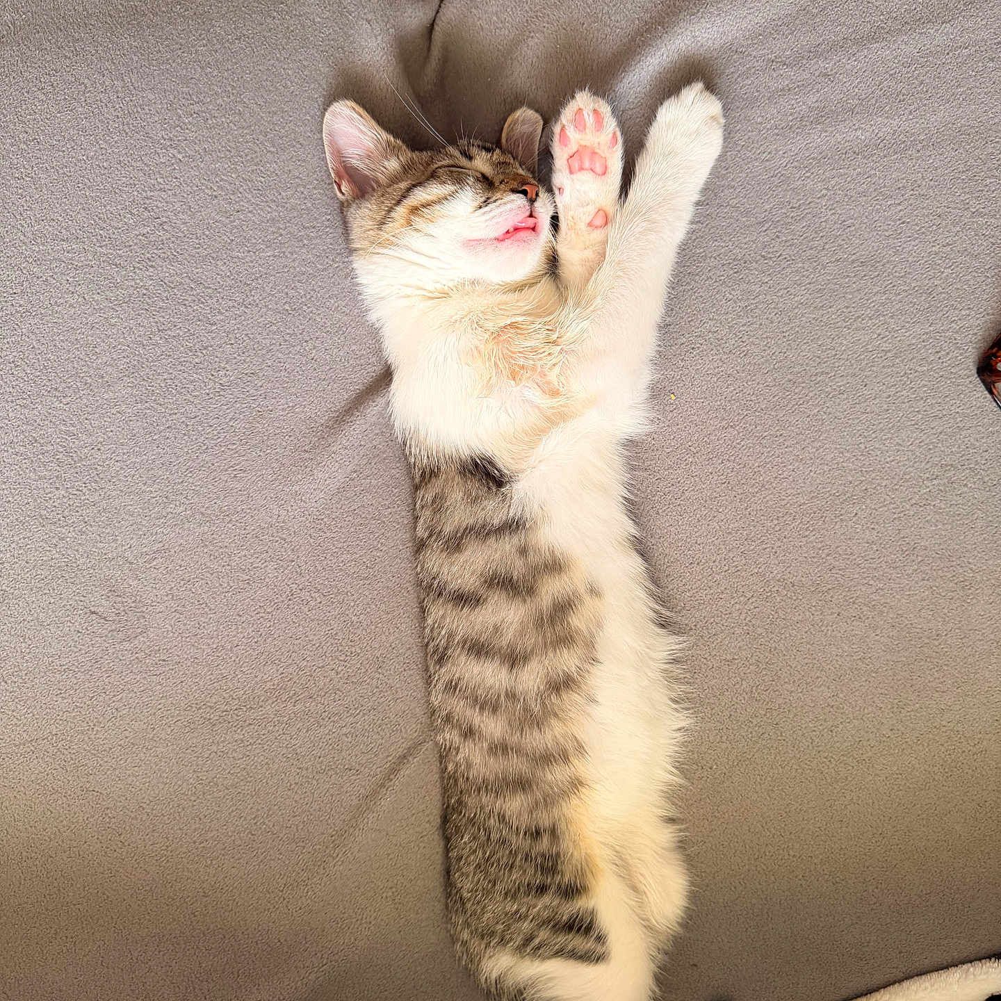 Noodles joined the competition — help win amazing prizes! cat, kitten, tabby, sleeping, stretching, paw, toe_beans, pink_paw_pads, pet, cute, adorable, furry, animal, couch, cushion, blanket, indoors, relaxed, cozy, portrait