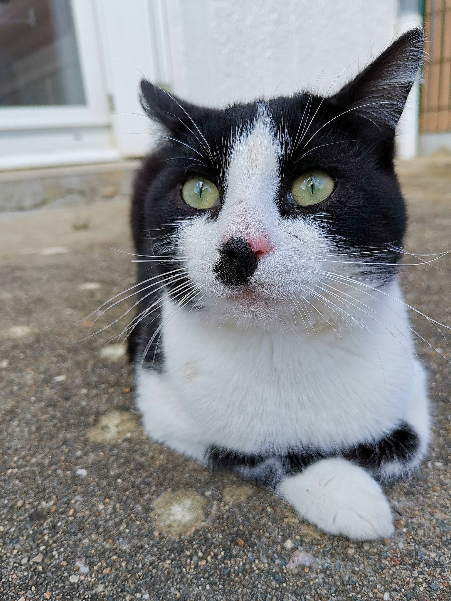 Chouchou a rejoint le concours — aidez-le/la à gagner de superbes lots ! aegean_cat, american_wirehair, black_and_white, black_cat, carnivore, cat, domestic_short_haired_cat, european_shorthair, eye, felidae, fur, japanese_bobtail, kitten, mammal, nose, polydactyl_cat, small_to_medium_sized_cats, snout, tail, whiskers