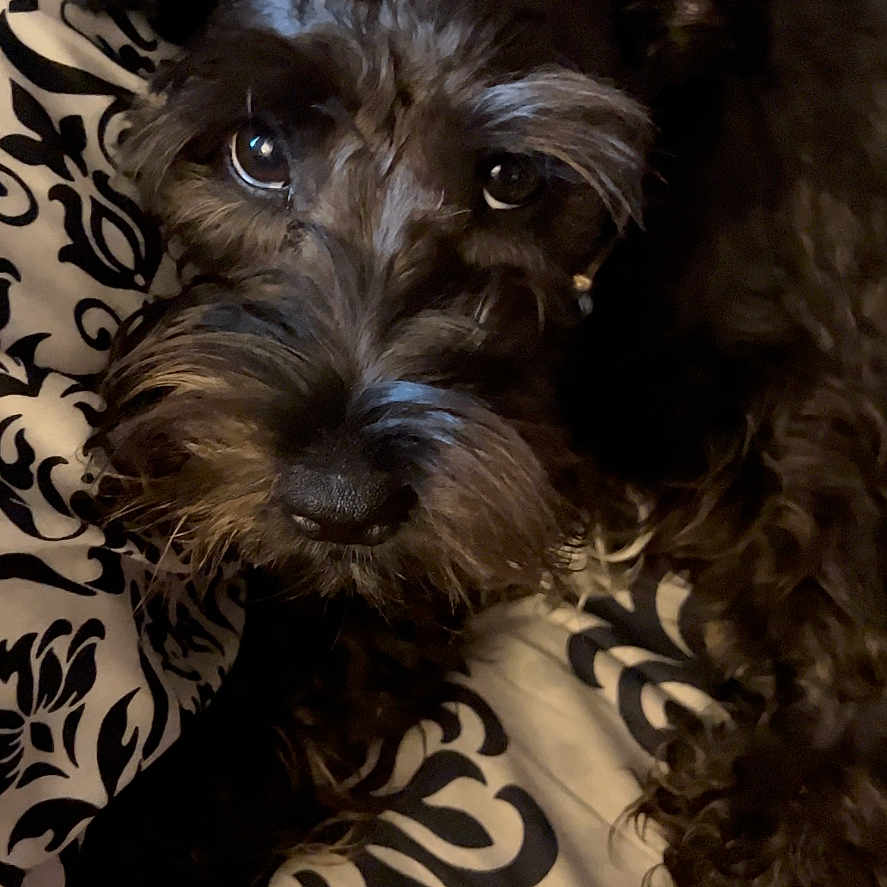 Raina joined the competition — help win amazing prizes! affenpinscher, animal, canine, cockerspaniel, couch, dog, furniture, pet, poodle, puppy, terrier